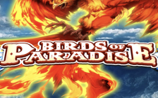 Birds of Paradise