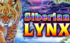 Siberian Lynx