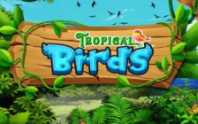 Tropical Birds