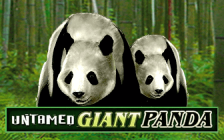 Untamed Giant Panda